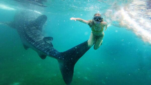 Discovering the Majestic Whale Shark Sumbawa: A Marine Adventure Awaits