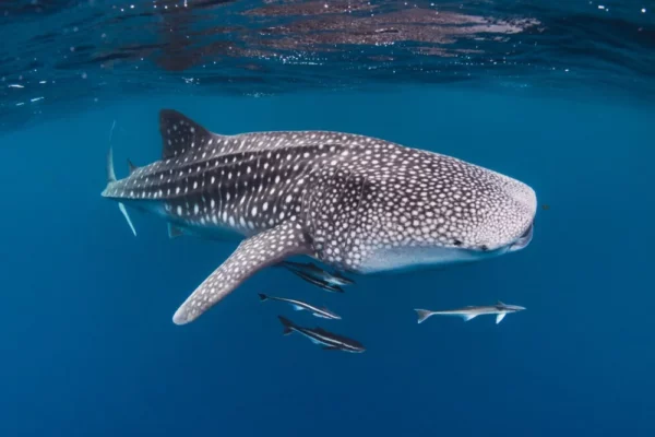 Discovering the Majestic Sumbawa Whale Shark: A Dive into Nature’s Gentle Giant