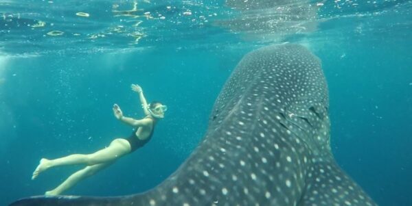 Discovering the Giants: Why Whale Sharks in Sumbawa Should Be on Every Traveler’s Bucket List