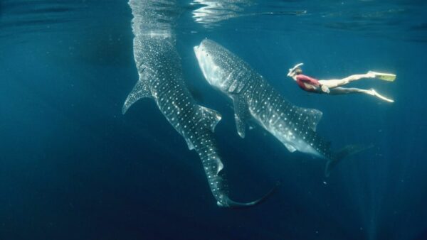 Discover the Magic of Wisata Whale Shark Sumbawa: Your Next Unforgettable Adventure
