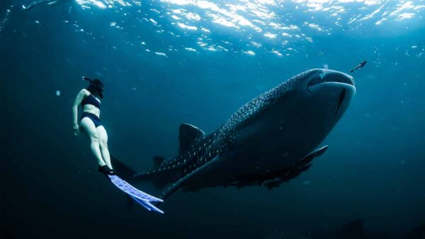 Into the Blue: The Magical Encounter with Sumbawa Whale Sharks