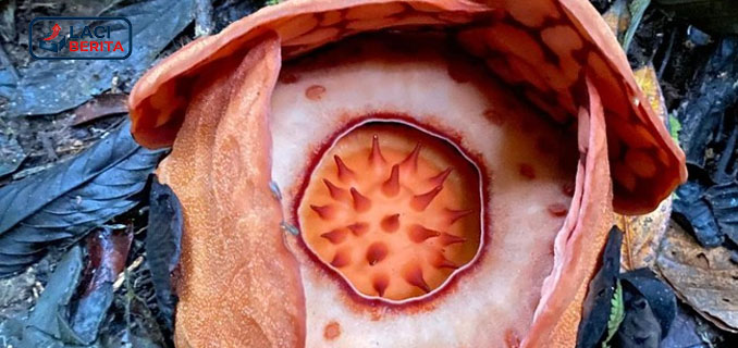 BRIN Pastikan Peneliti Indonesia Jadi Penulis Utama Temuan Rafflesia Hasseltii