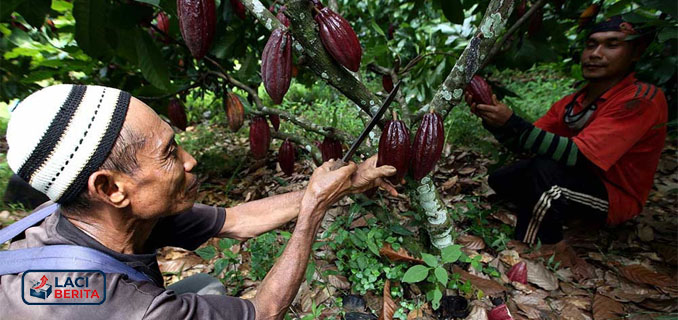 Sumbang Pajak Triliunan, Kakao Jadi Prioritas Peremajaan Lahan