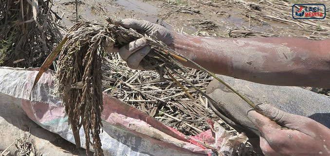 Kabar Baik Petani Aceh: Sawah Rusak Akibat Banjir Ditangani Kementan