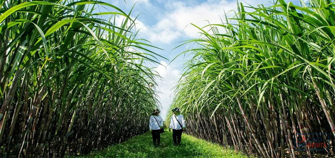Tok! Pemerintah Tetapkan Impor Gula Industri 3,12 Juta Ton untuk 2026